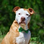 Veterinary Websites by Cheshire Partners LLC