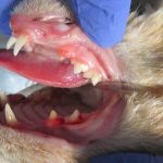 Feline Dentistry
